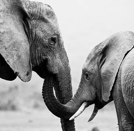 Elephant friends discord loxodon